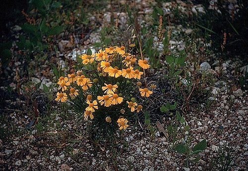 Helenium amarum